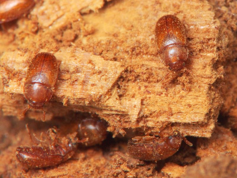 Pentaphyllus testaceus (Hellwig, 1792)